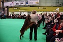 Crufts2011 418